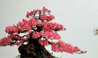 映山红怎么修剪方法（映山红修剪方法图解）