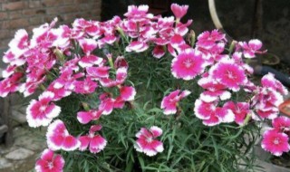 石竹花怎么养家庭养法（石竹花能在家里养吗）