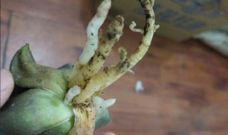 如何让玉露快速生根 怎样让玉露快速生根