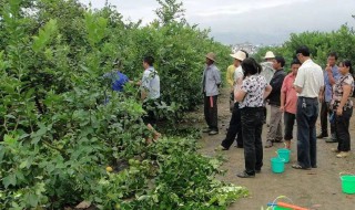 柠檬怎么修剪方法 柠檬怎么修剪方法图解