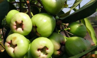 莲雾怎么修剪方法（莲雾怎么修剪方法图解）