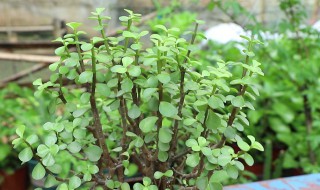 金枝玉叶如何正确浇水 金枝玉叶盆栽如何浇水