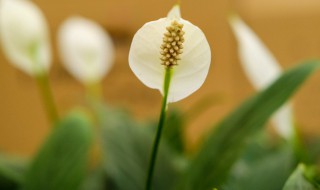 夏季怎么养白掌叶旺花又多（夏季怎么养白掌叶旺花又多又好看）