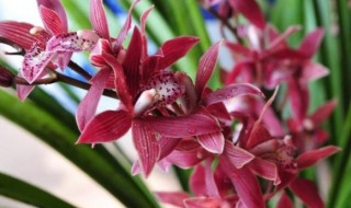 新手怎么养墨兰长势旺猛开花（墨兰怎么养开花快）