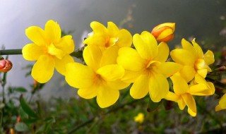 迎春花怎么浇水方法 迎春花怎么浇水方法图解