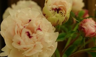 芍药盆栽怎么修剪方法 芍药花如何修剪