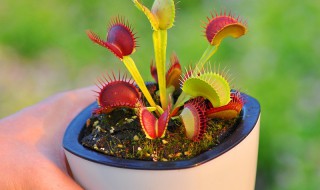 食虫草怎么养殖方法（食虫草怎么养殖方法图片）