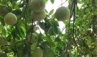 沙田柚怎么修剪方法（沙田柚如何修剪）