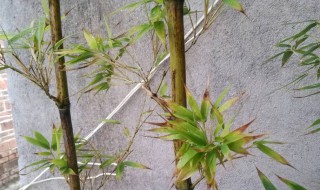 紫竹怎么养护长得好 紫竹怎么养护长得好