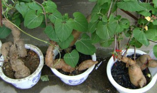 何首乌怎么繁殖方法和注意事项（何首乌怎么繁殖方法和注意事项图解）