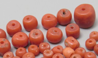 珊瑚珠怎么养殖方法(珊瑚珠的养殖方法)