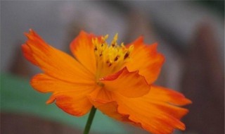 黄秋英怎么养长的好 秋英好养吗