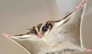 鼯鼠怎么读 鼯鼠如何念