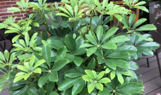 鹅掌藤怎么修剪方法 鹅掌藤能从根部剪吗