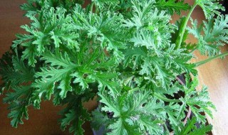 驱蚊草怎么修剪方法（驱蚊草怎么修剪方法图解）