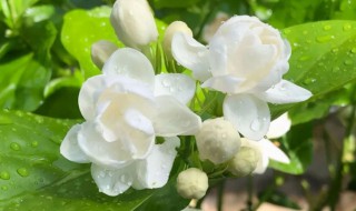 法国茉莉不开花是什么原因（法国茉莉不开花是什么原因呢）