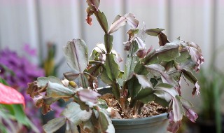 钱串子烂根怎么补救 钱串子烂根补救方法