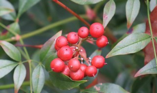 红豆花怎么醒花 红豆花怎么醒花,要放多少水