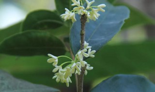 四季桂怎么修剪方法 四季桂修剪方法图解