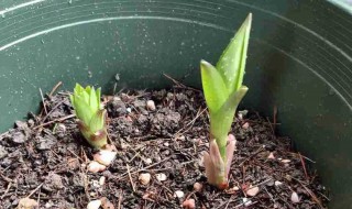 百合盆栽怎么浇水方法（百合栽在盆里怎样浇水）