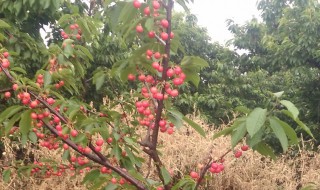 樱桃树怎么繁殖 樱桃树怎么繁殖后代