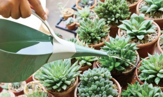 怎么给多肉浇水才更加合适（怎么给多肉浇水浇到正合适）