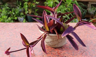 吊竹兰怎么养才能更旺盛（紫竹梅吊兰怎么养才能更旺盛）