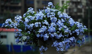 蓝雪怎么修剪方法（蓝雪怎么修剪方法图解）