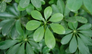 鹅掌木怎么养殖方法和注意事项（鹅掌木怎么养殖方法和注意事项视频）