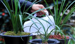 兰花草怎么浇水方法（兰花草用什么水浇好）