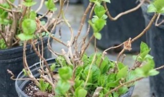 绣球花怎么种植长芽长叶 绣球花种一般多久发芽