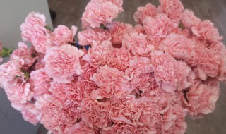 康乃馨怎么醒花 多头康乃馨怎么醒花