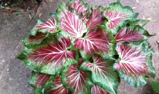 彩叶芋怎么浇水方法 彩叶芋浇水方法频率