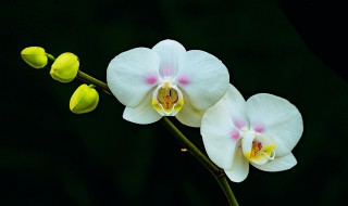 怎么养护蝴蝶兰根旺生长猛 蝴蝶兰怎样养开花快