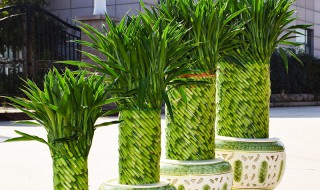 节节高花怎么养才能更旺盛 节节高升花怎么养