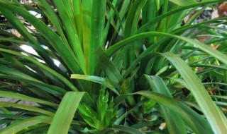 龙须树黄叶是怎么回事 龙须树黄叶是怎么回事图片