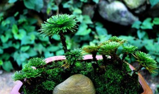 九死还魂草怎么养殖茂盛（九死还魂草可以用营养土种植吗）