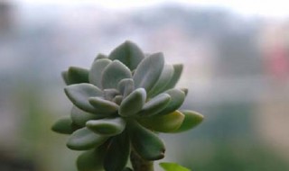 厚脸皮怎么养才能更旺盛（厚脸皮植物怎么养才壮小妙招）