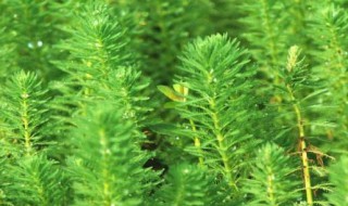 狐尾藻怎么养长的好（狐尾藻怎样种植）