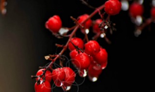 红豆花怎么养水养方法（红豆插花怎么水养）