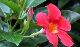 红双喜花怎么养家庭养法 红双喜植物在家怎么养