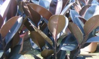 黑金刚怎么养及养殖方法 黑金刚盆栽怎么养