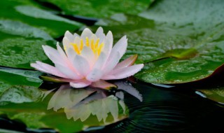 莲花怎么养殖方法和注意事项(莲花怎么养殖方法和注意事项图片)