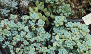 晚霞怎么养殖方法 晚霞怎么养殖方法图片