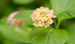 如意怎么养殖才能更旺盛（如意怎么养殖才能更旺盛视频）