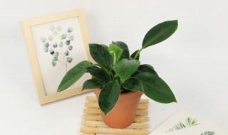 金钻花怎么养殖方法（金钻花怎么养殖及图片）