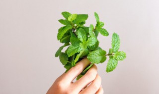 薄荷怎么剪枝 薄荷怎么剪枝视频