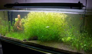 小竹节水草怎么养殖方法 竹节水草怎么种植