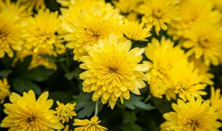 关于重阳节的知识(关于重阳节的知识和节日的风俗)