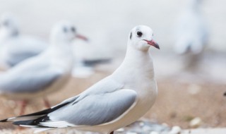 肉鸽的养殖方法 肉鸽的养殖方法有哪些